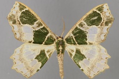 Archichlora devoluta
