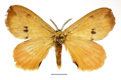 Stenoglene bipunctatus