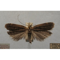 /filer/webapps/moths/media/images/D/dysnotata_Dichomeris_HTM_TMSA.jpg