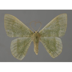 /filer/webapps/moths/media/images/T/tanyptera_Chlorissa_A_ZSM_01.jpg