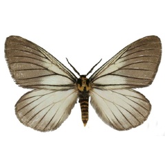 /filer/webapps/moths/media/images/I/iridescens_Phiala_HT_Bouyera.jpg