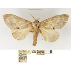 /filer/webapps/moths/media/images/H/hyatti_Bombycopsis_PTF_NHMUK_02.jpg