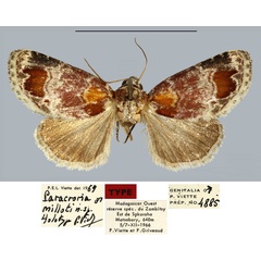 /filer/webapps/moths/media/images/M/milloti_Paracroria_HT_MNHN.jpg