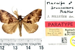 Marcipa brunnescens