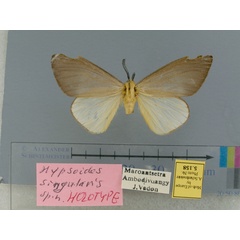 /filer/webapps/moths/media/images/S/singularis-Hypsoides-5158-HT-Madagascar.jpg