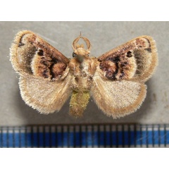/filer/webapps/moths/media/images/P/ploetzi_Zinara_A_goff_01.JPG