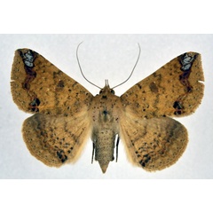 /filer/webapps/moths/media/images/I/inangulata_Ericeia_AF_NHMO_01.jpg