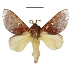 /filer/webapps/moths/media/images/L/lydiae_Hypotrabala_HT_ANHRT.jpg