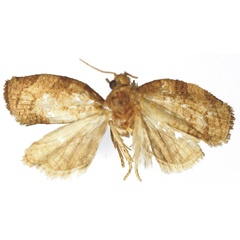 /filer/webapps/moths/media/images/F/fulvastra_Procrica_HT_RMCA.jpg