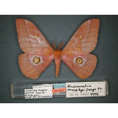 /filer/webapps/moths/media/images/M/murphyi_Nudaurelia_PT_RMCA_01.jpg