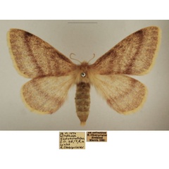 /filer/webapps/moths/media/images/D/devylderi_Trichophiala_AF_TMSA_01.jpg