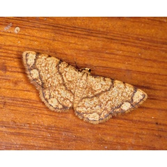 /filer/webapps/moths/media/images/I/indularia_Lomographa_A_Roland_01_Qs3MWBI.jpg