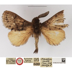 /filer/webapps/moths/media/images/C/caiala_Pseudolyra_HT_NHMUK.jpg