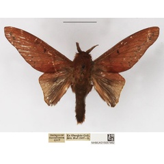 /filer/webapps/moths/media/images/M/marginepunctata_Borocera_AM_NHMUK.jpg