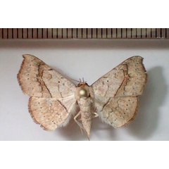 /filer/webapps/moths/media/images/A/arida_Pleuronodes_AM_Bippus.jpg