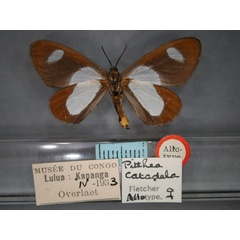 /filer/webapps/moths/media/images/C/catadela_Pitthea_AT_RMCA_02.jpg