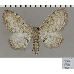 /filer/webapps/moths/media/images/I/illustrior_Idaea_AF_ZSM_01.jpg