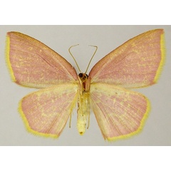 /filer/webapps/moths/media/images/C/corallina_Chrysocraspeda_PTF_ZSMb.jpg