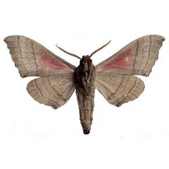 /filer/webapps/moths/media/images/A/angelika_Rufoclanis_HT_EMEMb.jpg