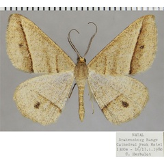 /filer/webapps/moths/media/images/E/exospilata_Isturgia_AM_ZSMa.jpg