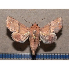 /filer/webapps/moths/media/images/S/subrubens_Eutelia_A_Goff.jpg