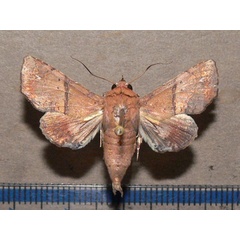 /filer/webapps/moths/media/images/S/subrubens_Eutelia_A_Goff.jpg