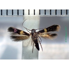 /filer/webapps/moths/media/images/T/transversata_Opogona_HT_Bippus.jpg