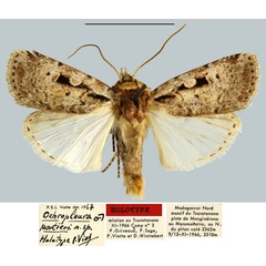 /filer/webapps/moths/media/images/P/portieri_Ochropleura_HT_MNHN.jpg