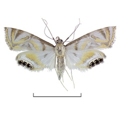 /filer/webapps/moths/media/images/N/nandinalis_Eoophyla_HT_BMNH.jpg