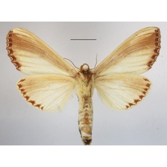 /filer/webapps/moths/media/images/O/ornata_Rigema_A_MGCLb_01.jpg