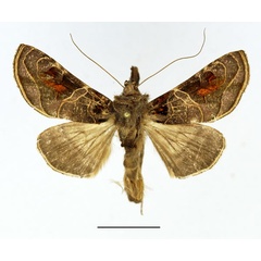 /filer/webapps/moths/media/images/E/euchroides_Ctenoplusia_AM_Basquin_01.jpg