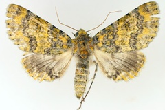 Thiacidas cookei