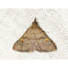 /filer/webapps/moths/media/images/N/nigripalpis_Naadra_A_Braun.jpeg