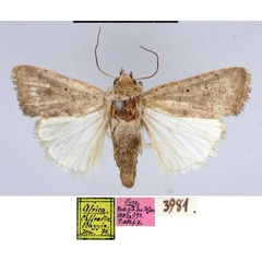 /filer/webapps/moths/media/images/O/orbata_Caradrina_HT_MfN.jpg