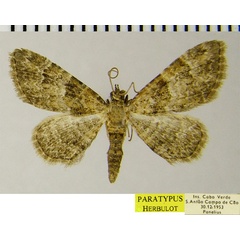 /filer/webapps/moths/media/images/L/lindbergi_Gymnoscelis_PTM_ZSMa.jpg