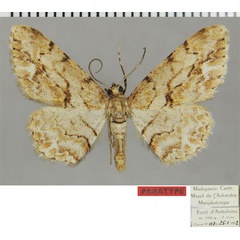 /filer/webapps/moths/media/images/B/bistortatoides_Ectropis_PTM_ZSMa.jpg