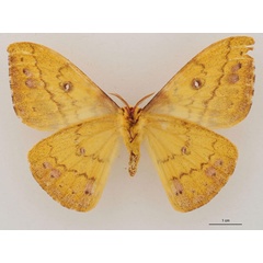 /filer/webapps/moths/media/images/H/hecqui_Tagoropsis_PT_RBINS_02.jpg