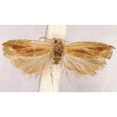 /filer/webapps/moths/media/images/N/natalana_Phoxopteris_HT_SAMC.jpg