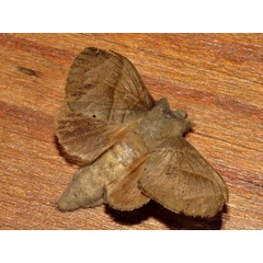 /filer/webapps/moths/media/images/M/metallicus_Bombycopsis_A_Braun.jpg