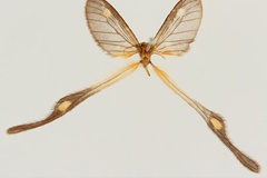 Semioptila hedydipna