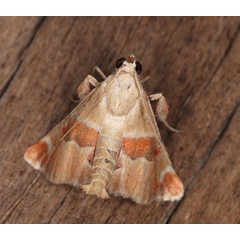 /filer/webapps/moths/media/images/K/kalahariensis_Umkukunkula_A_Roland_04.jpg