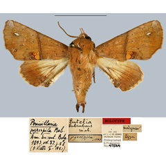 /filer/webapps/moths/media/images/P/pyrospila_Penicillaria_HT_MNHN.jpg