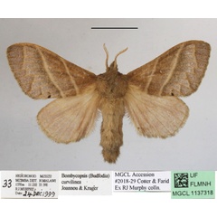 /filer/webapps/moths/media/images/C/curvilinea_Bombycopsis_AF_MGCLa_02.JPG