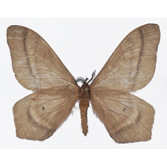/filer/webapps/moths/media/images/F/forda_Cirina_AM_Basquin_02.jpg