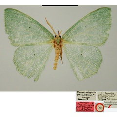 /filer/webapps/moths/media/images/P/pavlitzkiae_Prasinocyma_HT_ZSMa.jpg