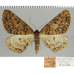 /filer/webapps/moths/media/images/I/ikonda_Ectropis_AT_ZSM.jpg