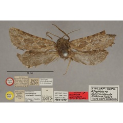 /filer/webapps/moths/media/images/M/minirhodaula_Afrotheora_HTM_OUMNHa_01.jpg