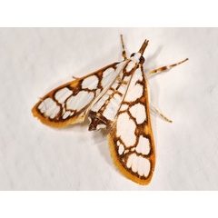 /filer/webapps/moths/media/images/M/mulleralis_Cirrhochrista_A_Mazzei_02.jpg