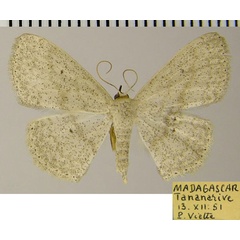 /filer/webapps/moths/media/images/M/merina_Scopula_AF_ZSM.jpg