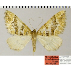 /filer/webapps/moths/media/images/B/bambusarum_Mimoclystia_HT_ZSMa.jpg